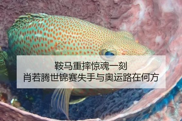 鞍马重摔惊魂一刻 肖若腾世锦赛失手与奥运路在何方